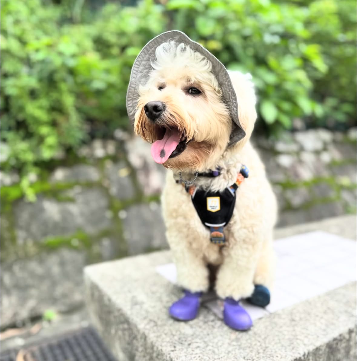 Customer photo review of WagWellie® Single