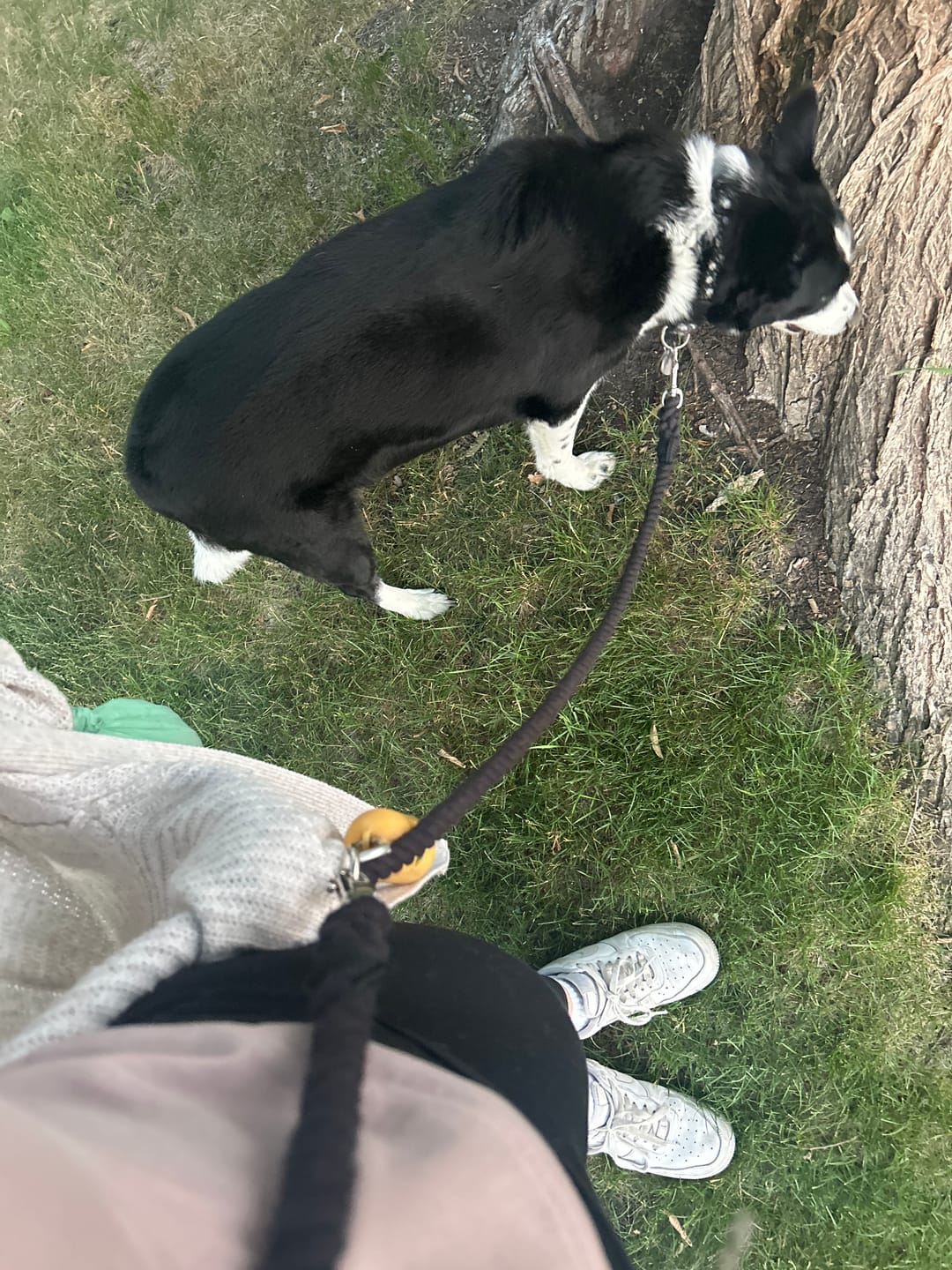 Customer photo review of 6-IN-1 Hands Free Cotton Rope Dog Leash