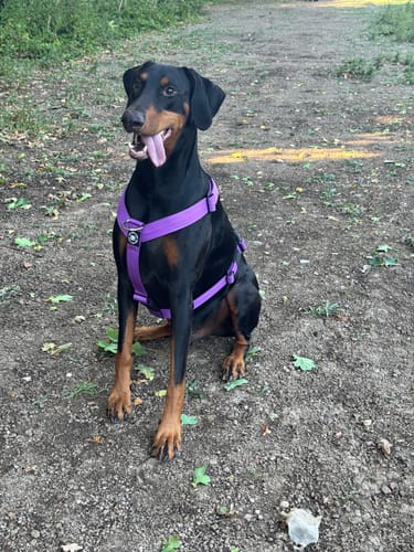 Customer photo review of Training Anti Pull TRI-Harness® | M-XL Breeds - Purple