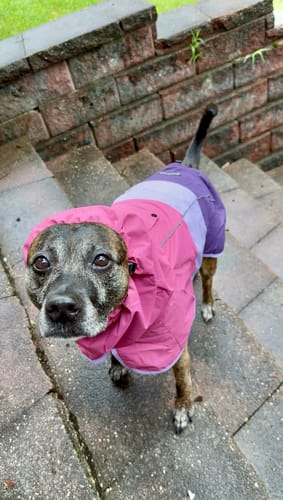 undefined review of Breatheshield™ Dog Raincoat - Pink Lilac Purple image 1 out of 1