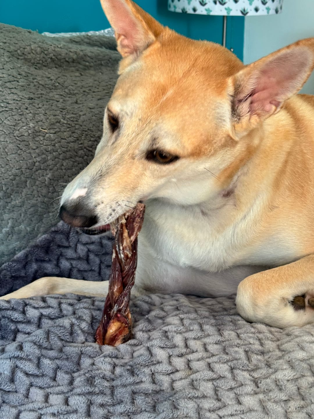 Customer photo review of 6 Inch Braided Jerky Stick