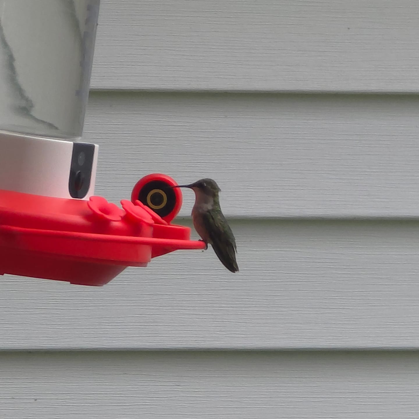 Customer photo review of Birdfy Hum Feeder Duo - Hummingbird Feeder with Dual Camera