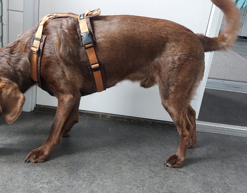 Customer photo review of Anny X FUN harness - Amber/Brown