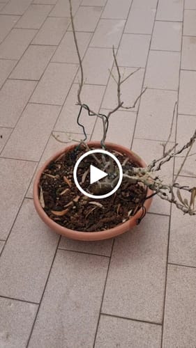 Customer video review of TESTOSTERONE PACK CB®