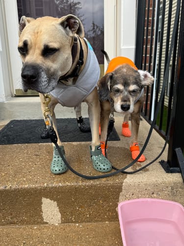 Customer photo review of WagWellies® Mojave