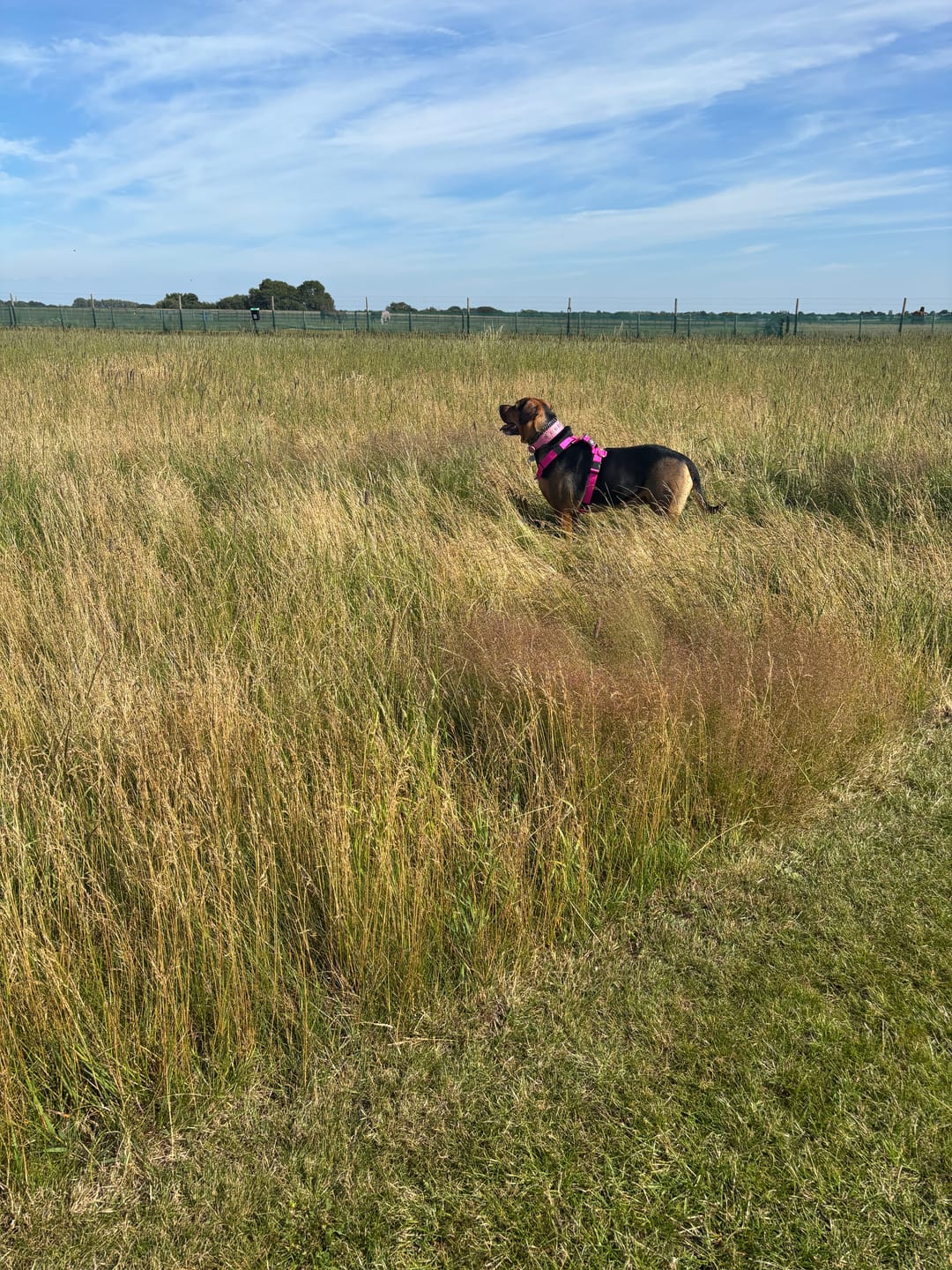 Customer photo review of Training Anti Pull TRI-Harness® | M-XL Breeds - Magenta