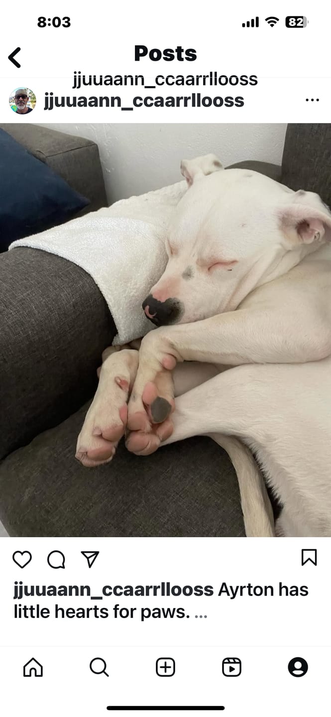 Customer photo review of Custom Photo Dog Face Cut-Out