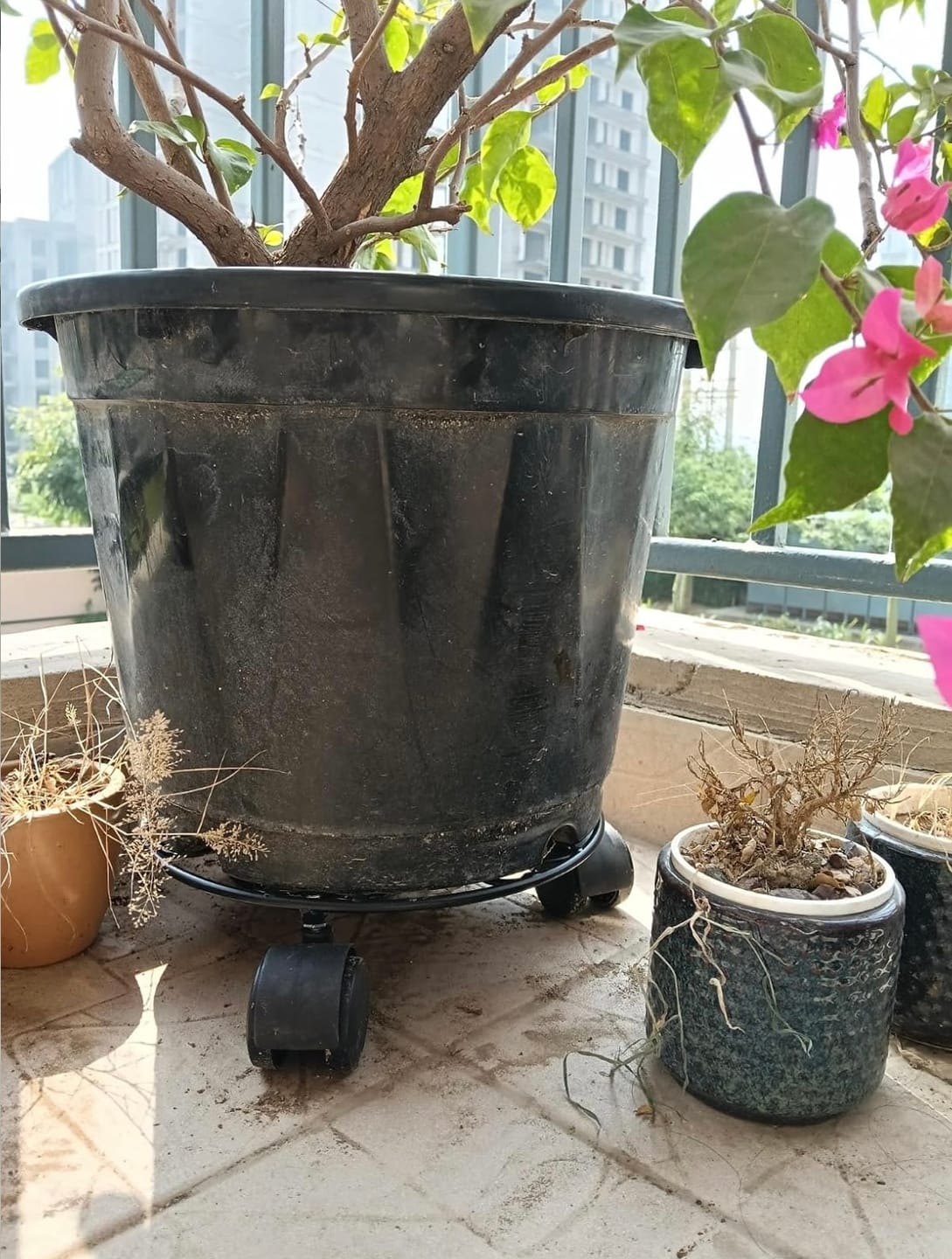 Customer photo review of TryGreen Fyra Wheel Rolling Plant Stand for Planters