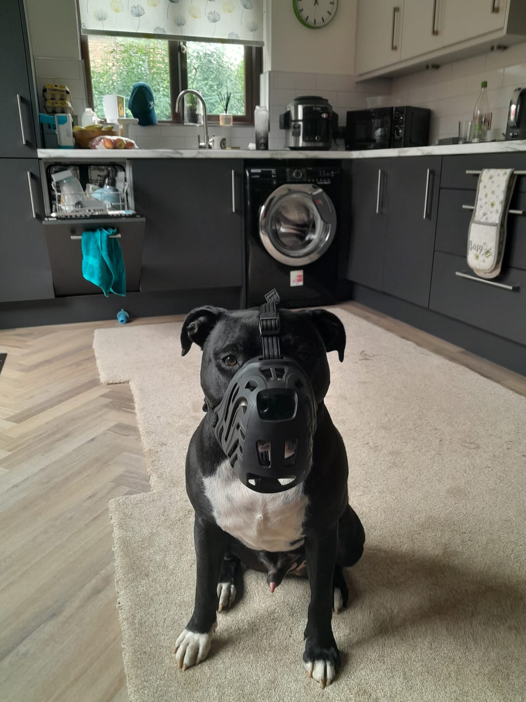 Customer photo review of Muzzle | Flexi & Legal Requirement - S-XL Breeds - Black