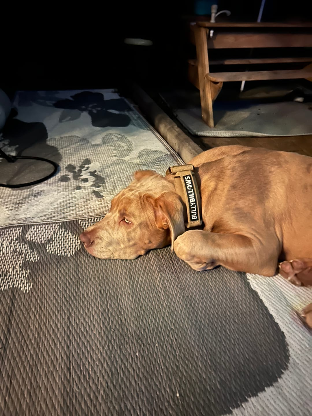 Customer photo review of 5cm Lighter Combat® Collar | With Handle Secure Clip - Tan x Tan