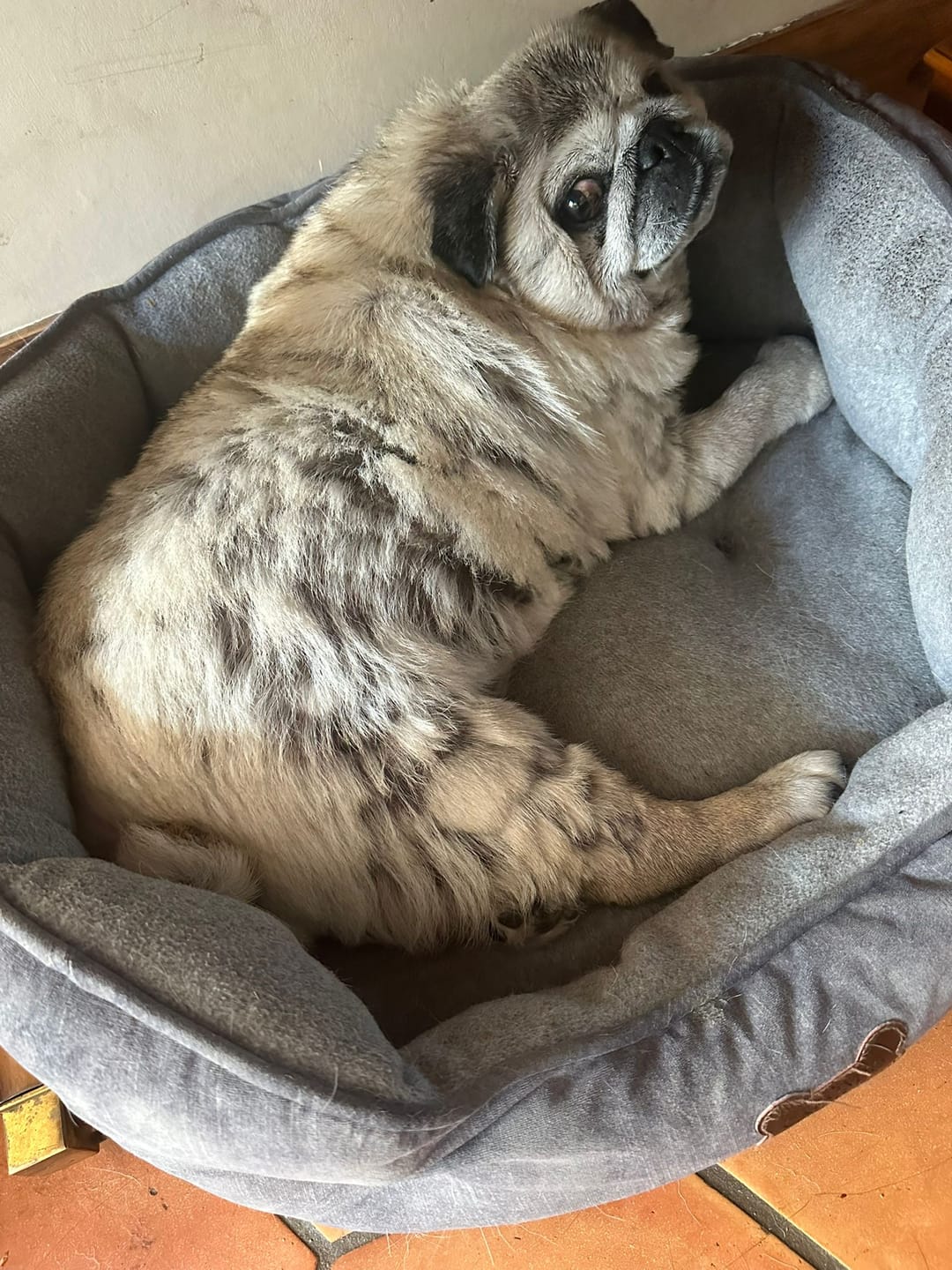 Customer photo review of Dog Skin & Coat Bundle