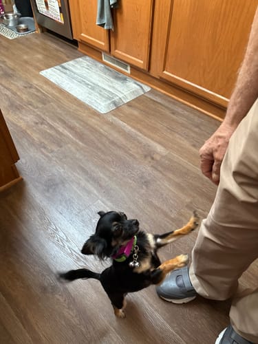 Customer photo review of FurLife™ - 8 Months Flea and Tick Collar for Dogs