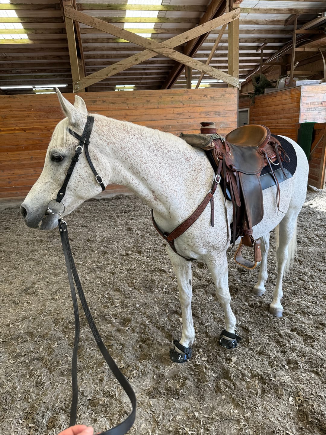 Customer photo review of Renegade® Classic Hoof Boots - Black Knight