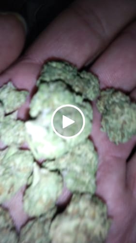 Customer video review of Raspberry Kush - Bulk - (Indica)