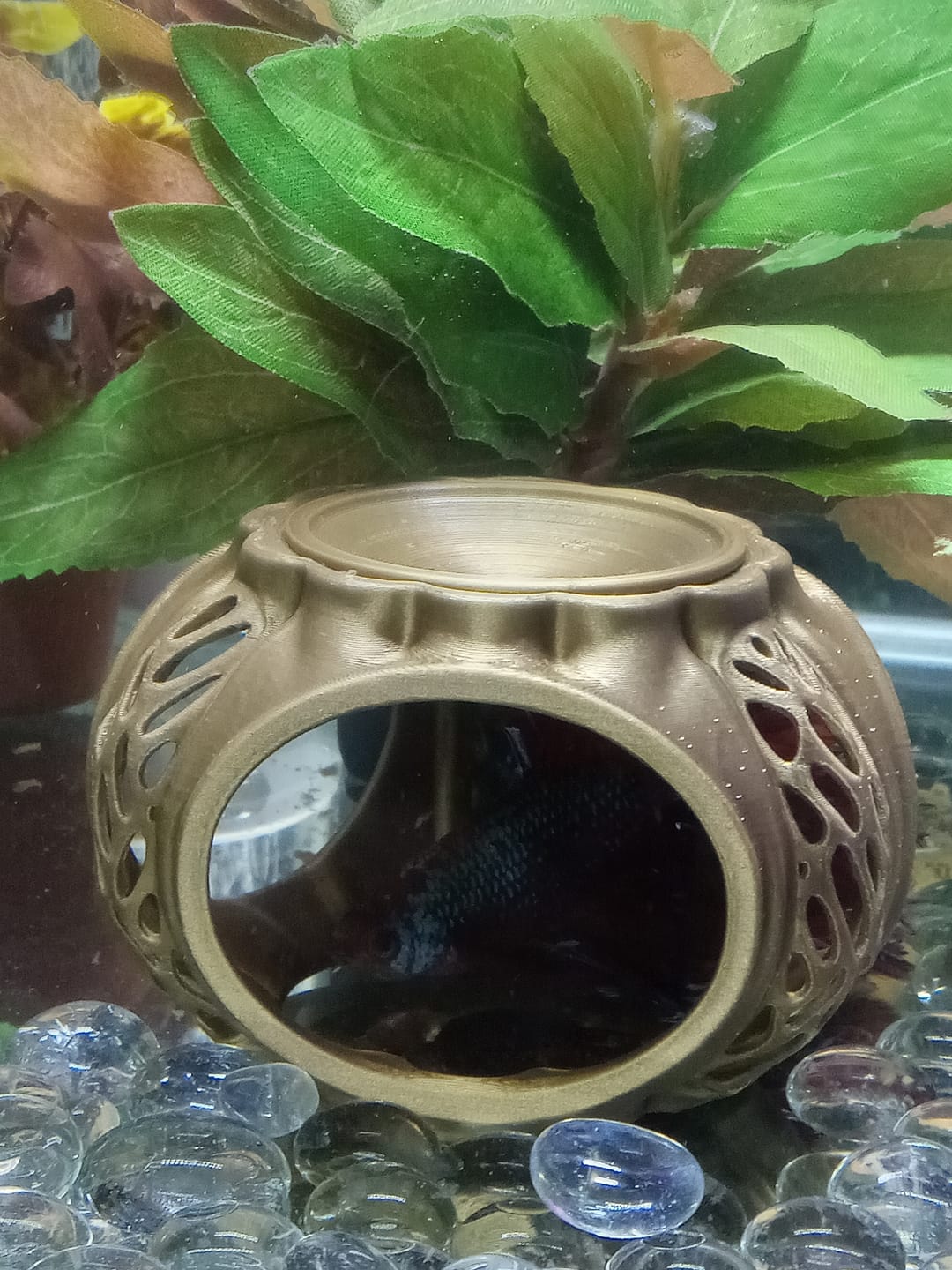 Customer photo review of Betta Lair - Swim Through Aquarium Cave Decor with Feeding Dish