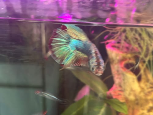 Customer photo review of King Giant Plakat Male Betta Fish | You Pick Fish | High Grade