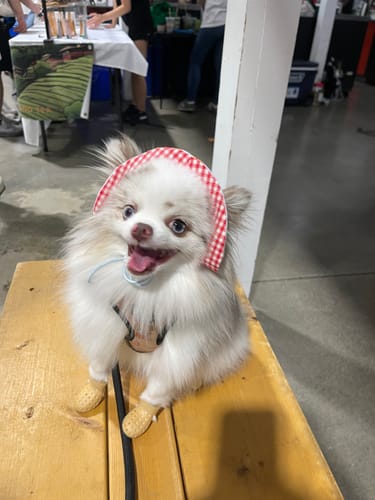 Customer photo review of WagWellies® Mojave