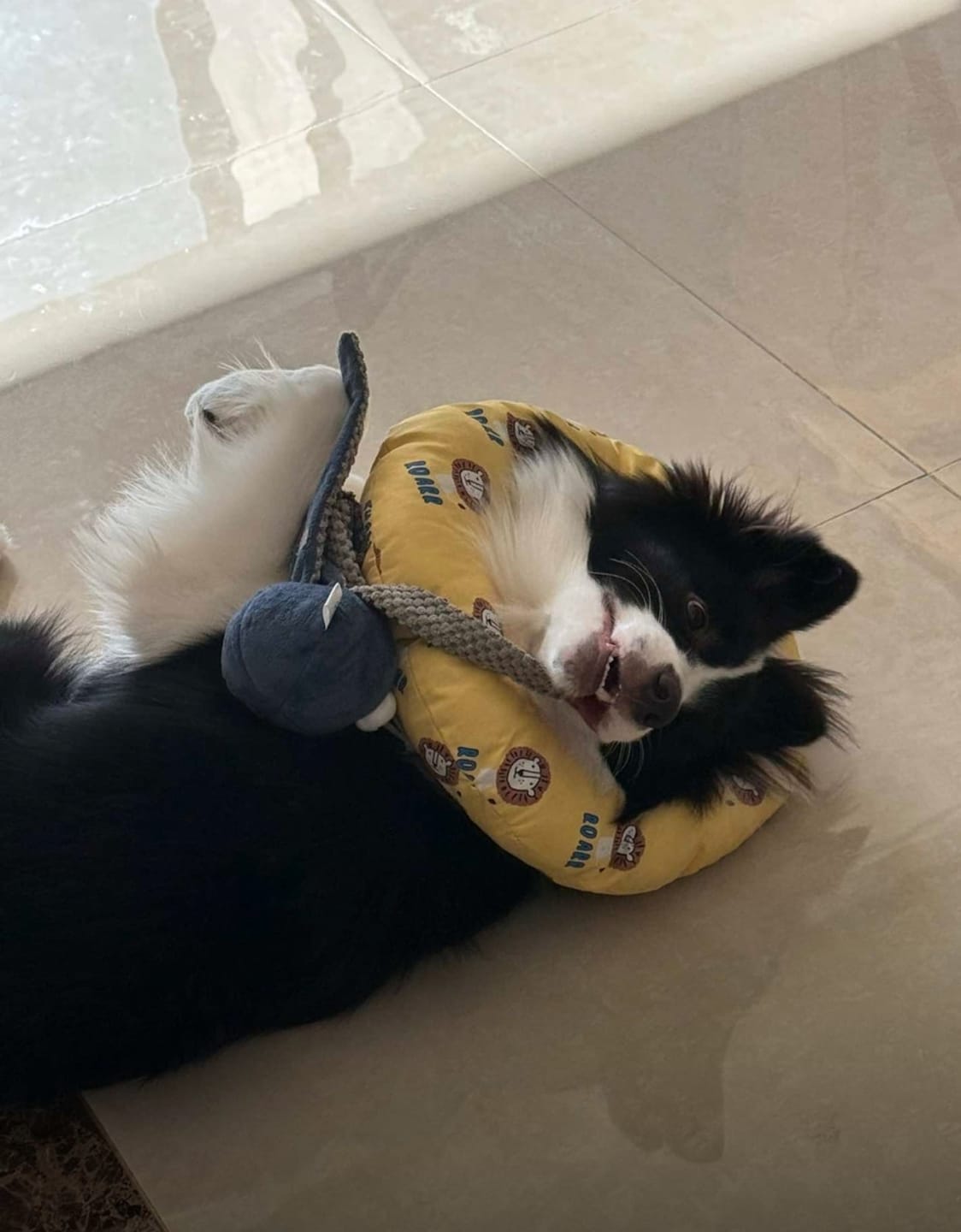 Customer photo review of Ocean Snuffle & Squeaky Plush Enrichment Toy – Available as Single or Set