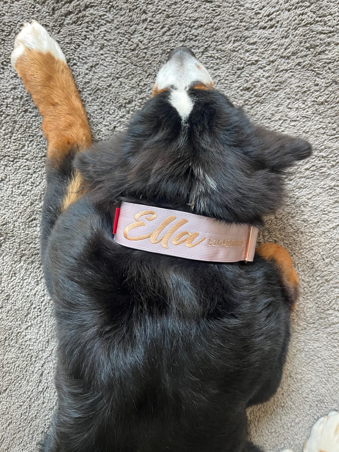Customer photo review of 2" Tacti Luxe Dog Collar - Rose Gold - Sofia