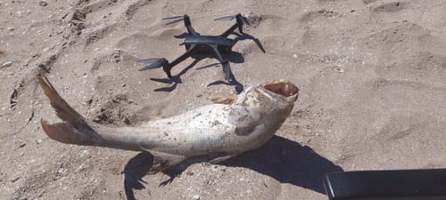 Customer photo review of Aeroo Pro