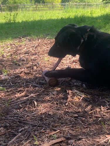 Customer photo review of 12 Inch Monster Bully Stick