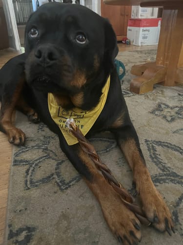 Customer photo review of 10-12 Inch Small Braided Collagen Stick