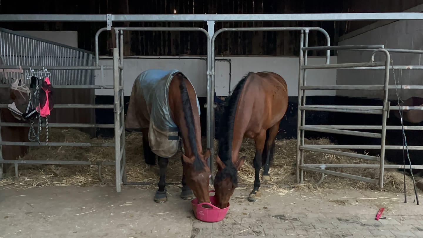 Customer photo review of GVS EQUISTARS®, Myo-equine