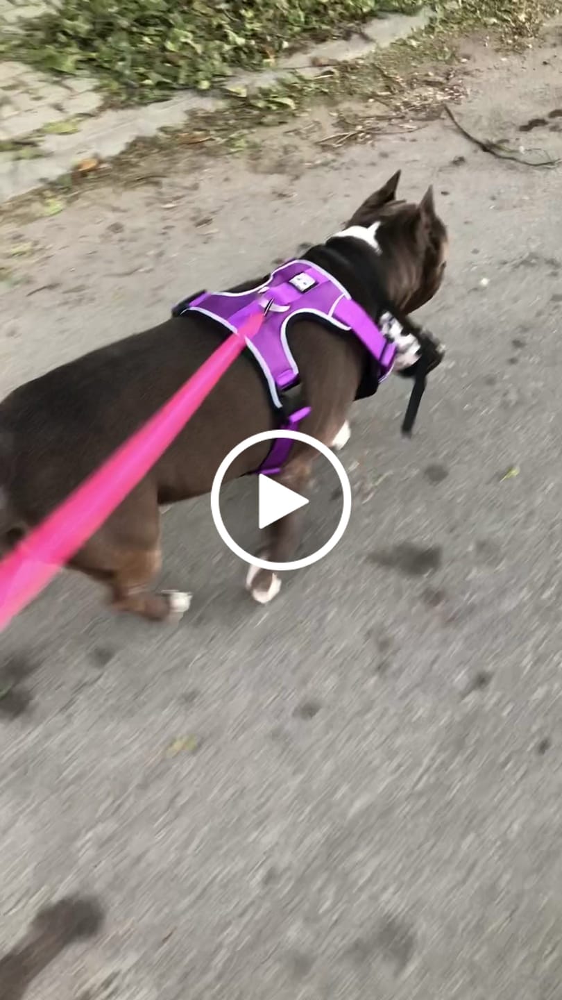 Customer video review of Comfort Premium Harness | Non Restrictive - Purple