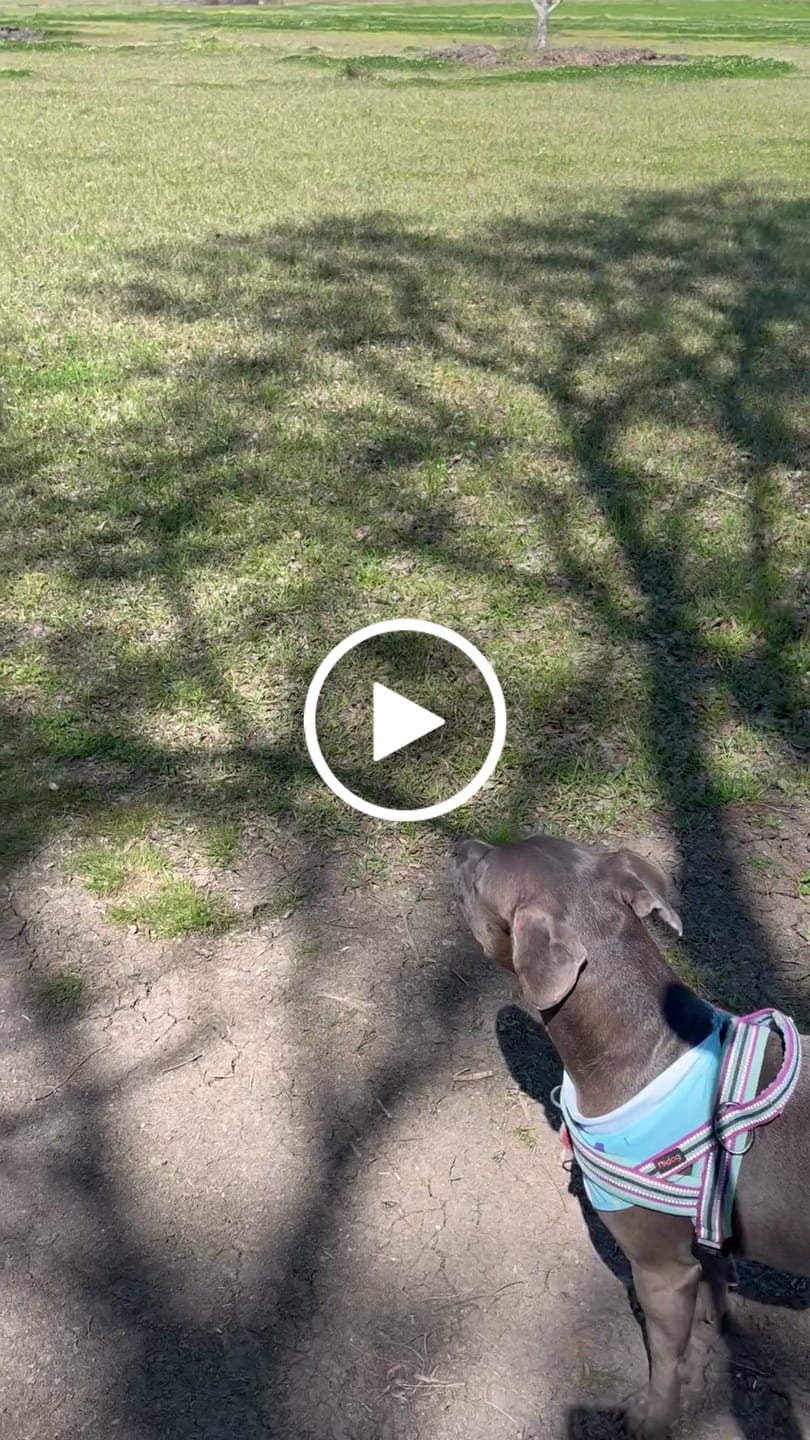 Customer video review of Crunch & Squeak Ball (2 Pack)
