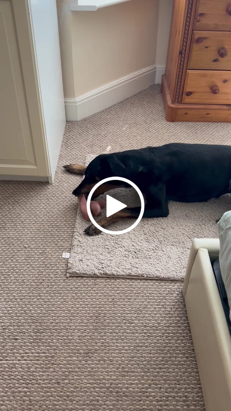 Customer video review of Green Lipped Mussel Powder For Dogs