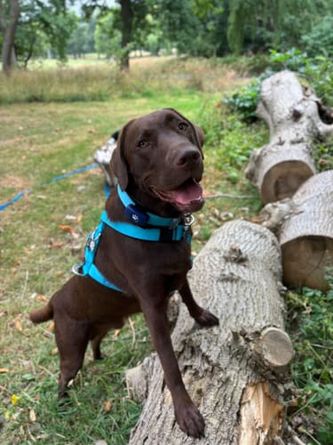 C L. review of Training Anti Pull TRI-Harness® | M-XL Breeds - Light Blue image 1 out of 1