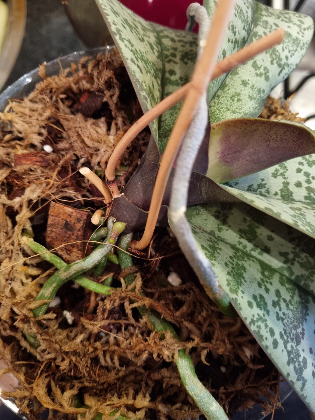 Customer photo review of Sphagnum Moss