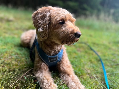 Customer photo review of Dog Copenhagen Comfort Walk Go™ hundesele Ocean Blue