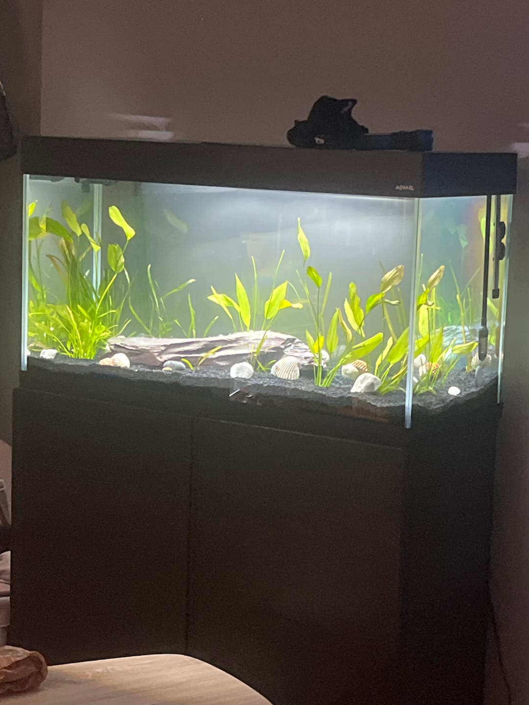 Customer photo review of Aquarium Opti Set 200 Noir AQUAEL - 200L