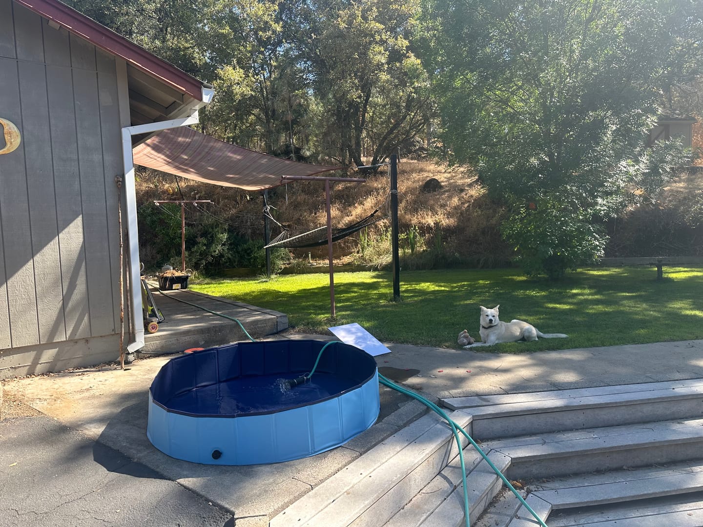 Customer photo review of NEW Pop-Up Foldable Outdoor Dog Bath & Swimming Pool With Side Drain (Aqua Blue)