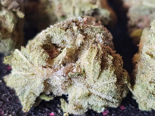 Customer photo review of THCA Queen