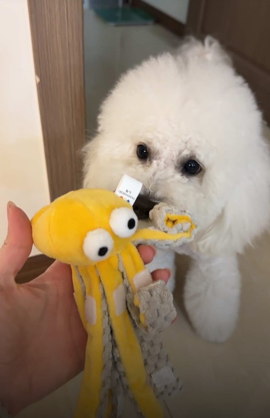 Customer photo review of Ocean Snuffle & Squeaky Plush Enrichment Toy – Available as Single or Set