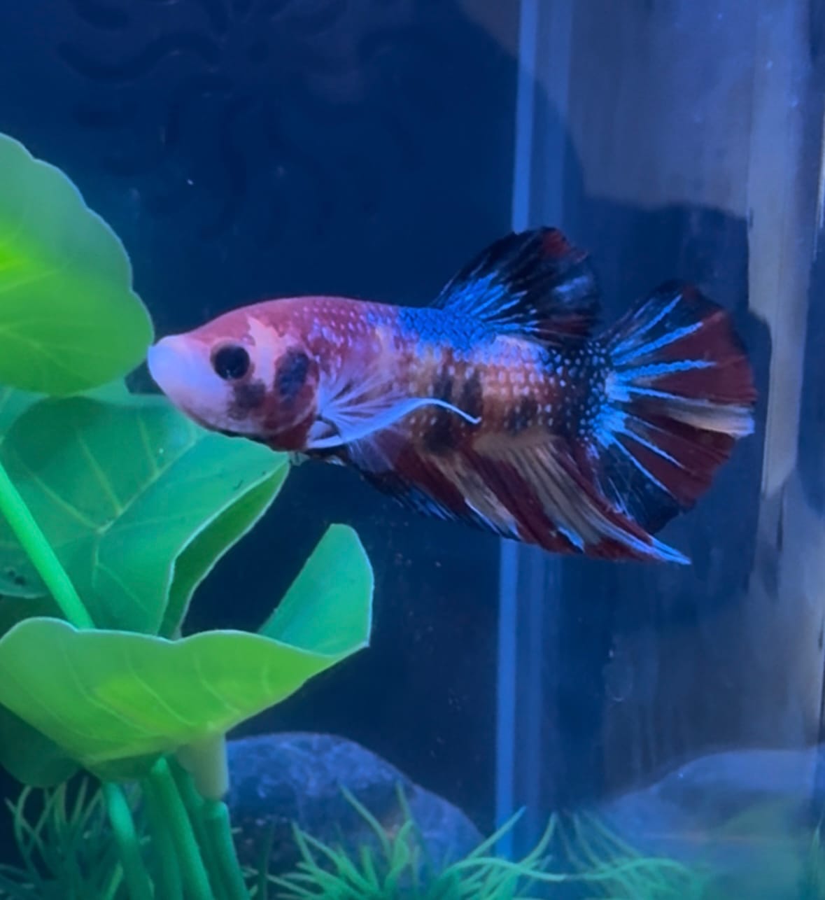 Customer photo review of Multicolor Metallic Plakat Male Betta Fish | High Grade | Mystery Betta