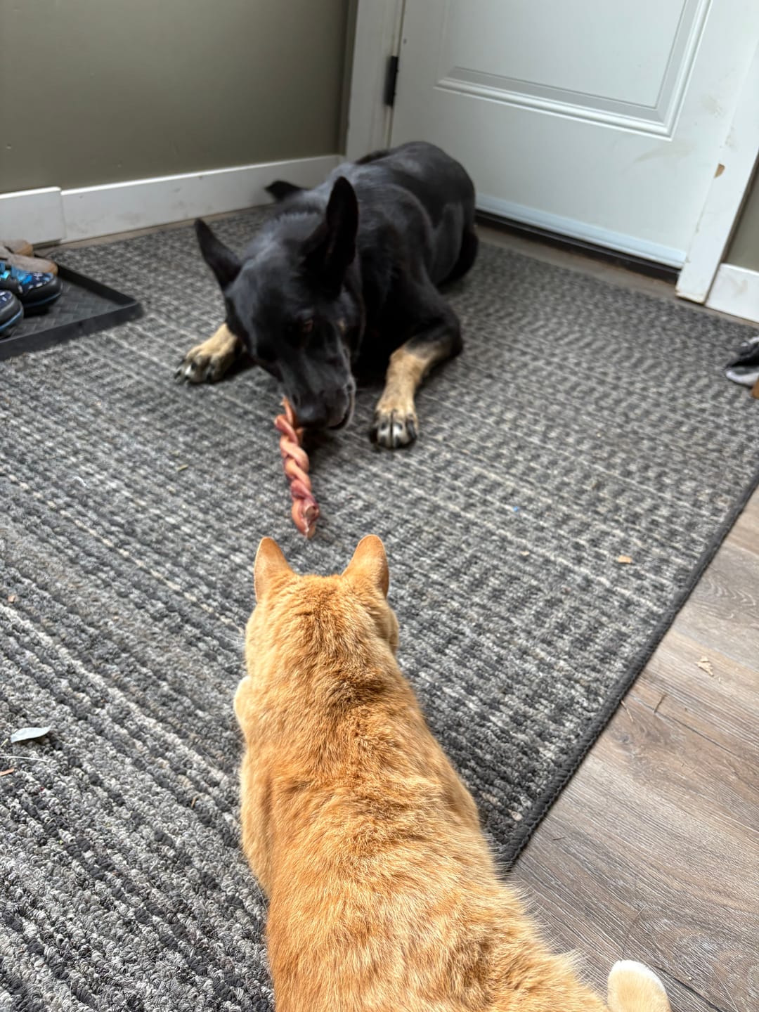 Customer photo review of 12 Inch Monster Braided Bully Stick