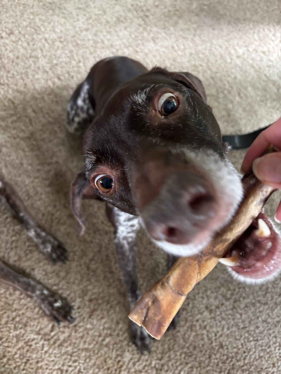 Customer photo review of 6 Inch Power Beef Sticks