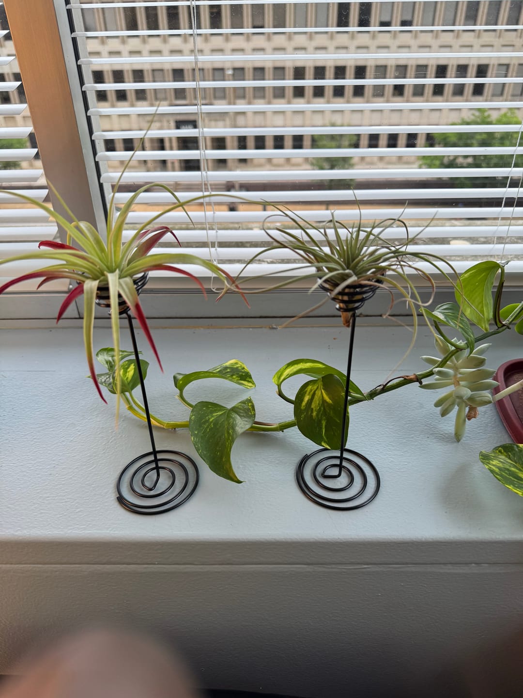 Customer photo review of Heavy Gauge Tall Wire Air Plant Holder