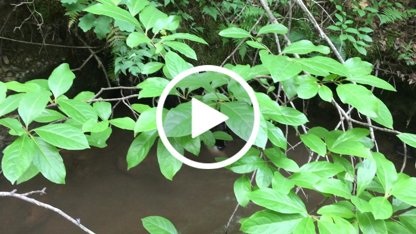 Customer video review of Dog Allergy & Immune Support Remedy