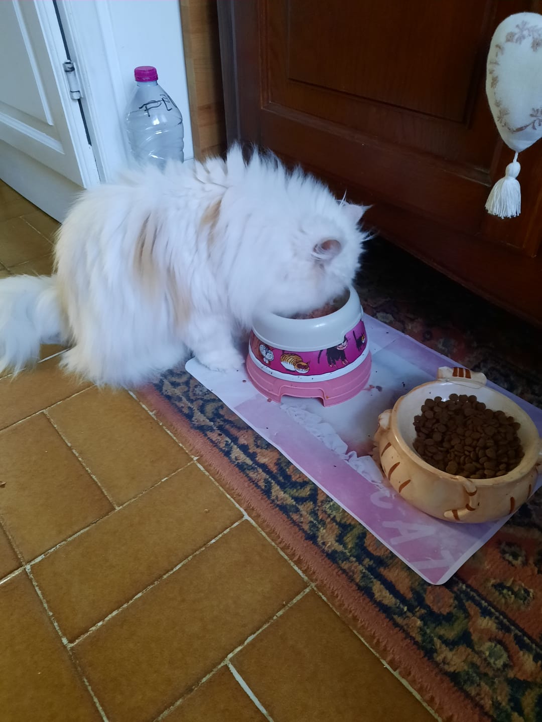 Customer photo review of Pâtées riches en volaille & aux courgettes (chat stérilisé et chat adulte)