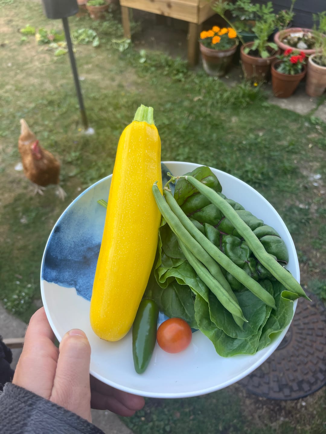 Customer photo review of Natural Liquid Fertiliser 10L