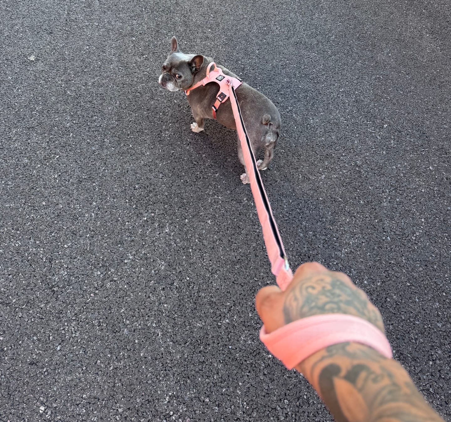 Customer photo review of Ladder Combat® Multiple Handles Lead - Pink