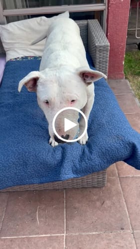 Customer video review of Placa Azul Mix