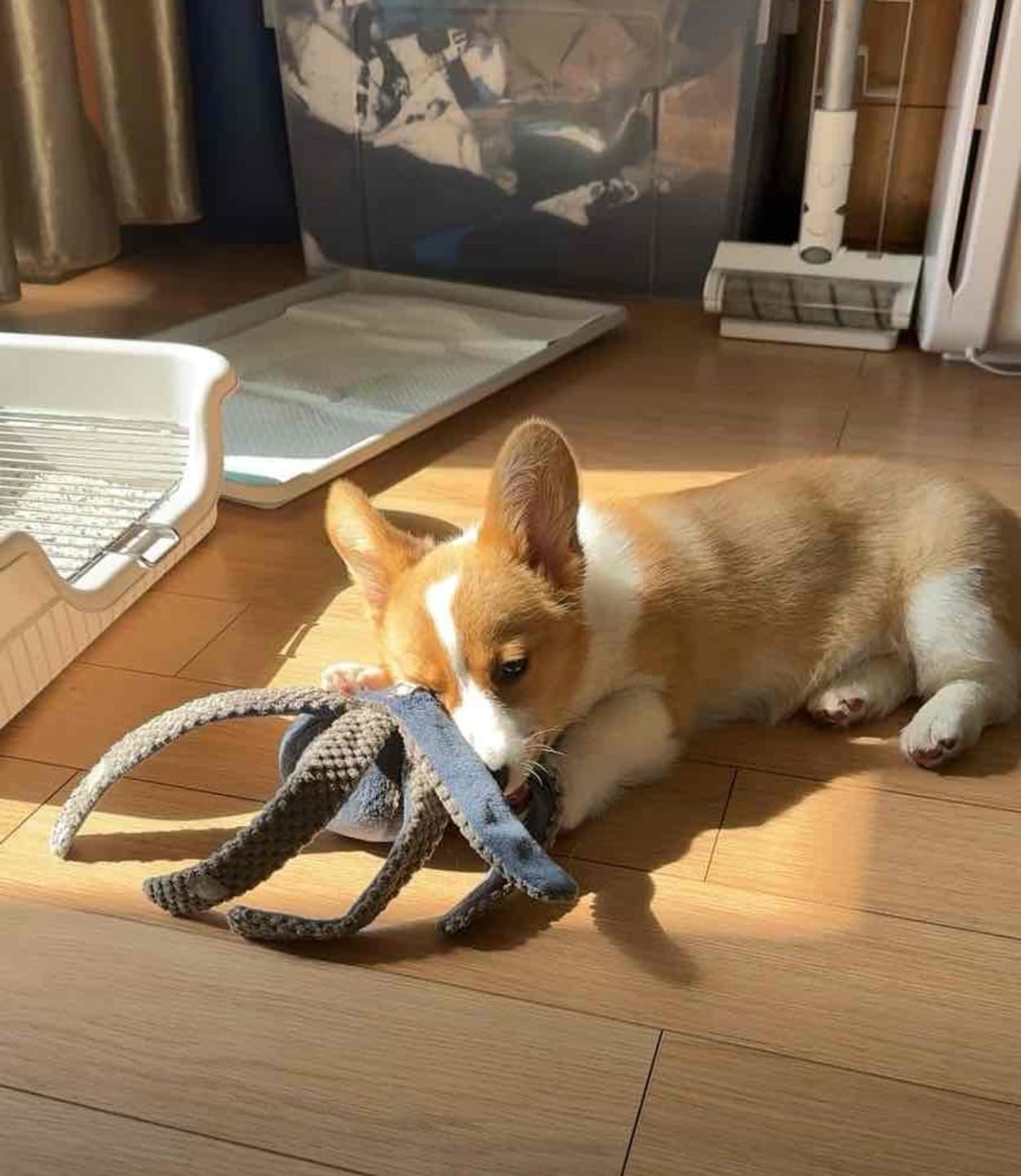 Customer photo review of Ocean Snuffle & Squeaky Plush Enrichment Toy – Available as Single or Set