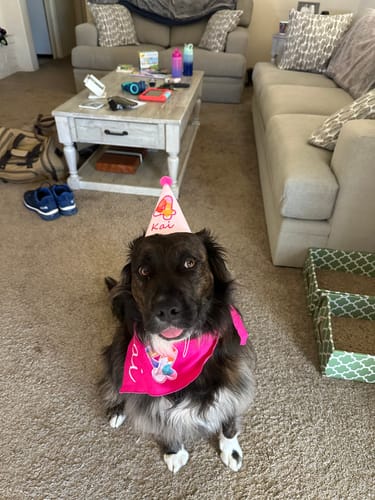 Customer photo review of Personalized Dog Party Pack