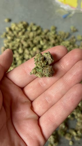 Customer photo review of Jungle Cake Greenhouse THCA Small Buds