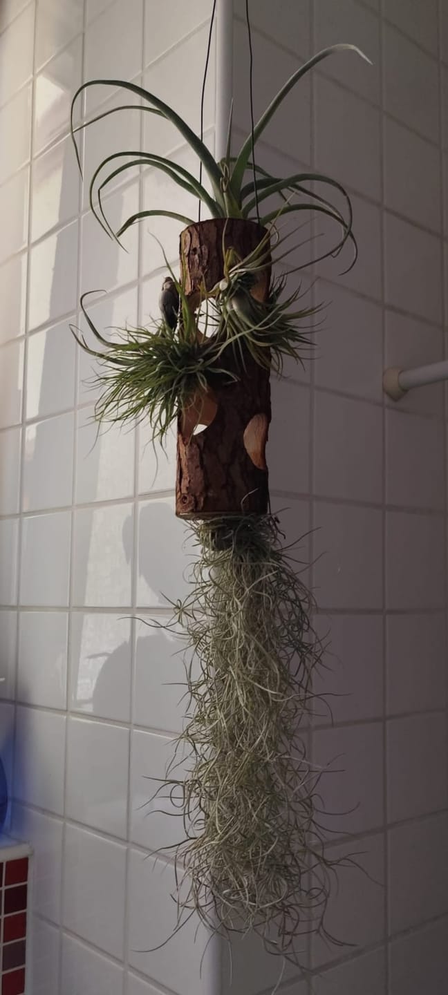 Customer photo review of Tillandsia "Curly Slim" - intermedia x streptohphylla